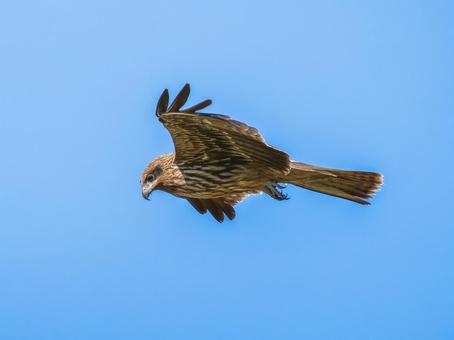 空を飛ぶトビ トビ,鳶,野鳥の写真素材