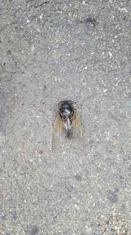 蝉の死骸 202508 蝉,せみ,死骸の写真素材