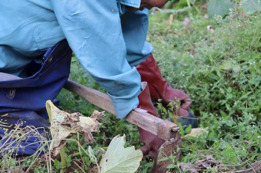 家庭菜園 家庭菜園,畑,雑草の写真素材