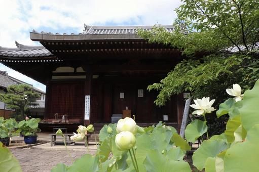 法金剛院 礼堂と蓮の花 法金剛院 礼堂と蓮の花 法金剛院,礼堂,蓮の花の写真素材