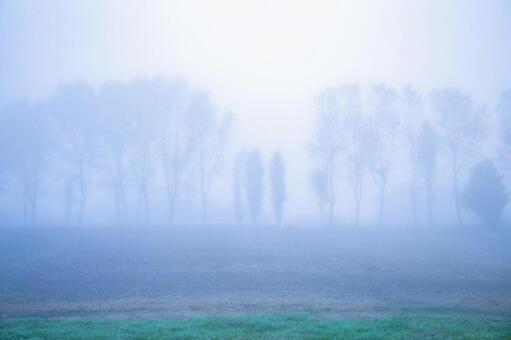濃霧に包まれた七塚原牧場の並木道遠望 日本,屋外,風景の写真素材