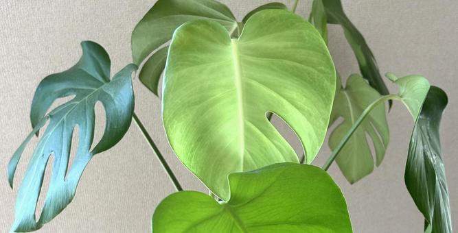 モンステラ モンステラ モンステラ,観葉植物,植物の写真素材