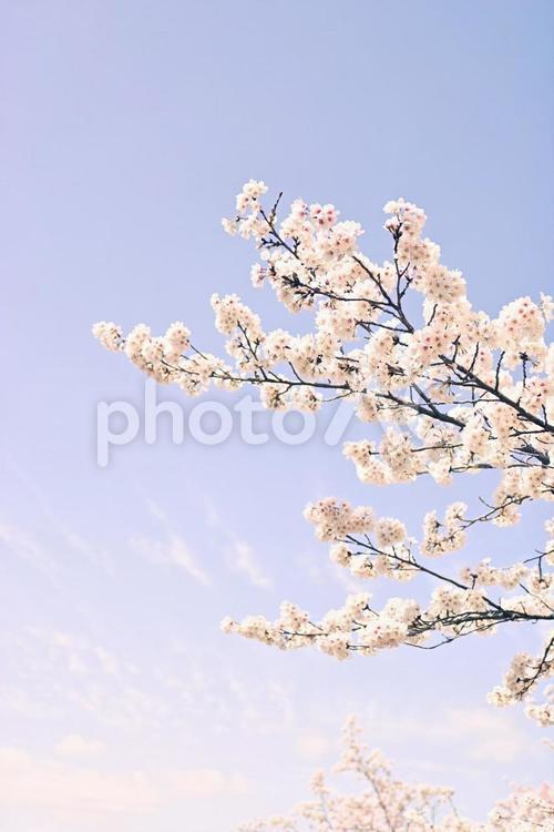 桜と空 桜,サクラ,さくらの写真素材