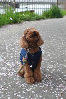 桜の花びら舞うトイプードル トイプードル,プードル,動物の写真素材