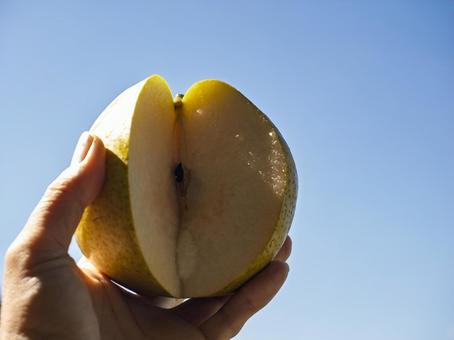 秋空に透ける瑞果の輝き 梨,果物,フルーツの写真素材