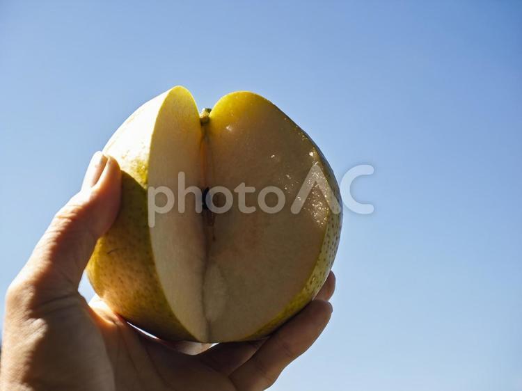 秋空に透ける瑞果の輝き 梨,果物,フルーツの写真素材
