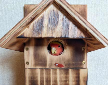 巣箱 小鳥 巣箱 小鳥 コザクラインコ,巣箱,鳥小屋の写真素材