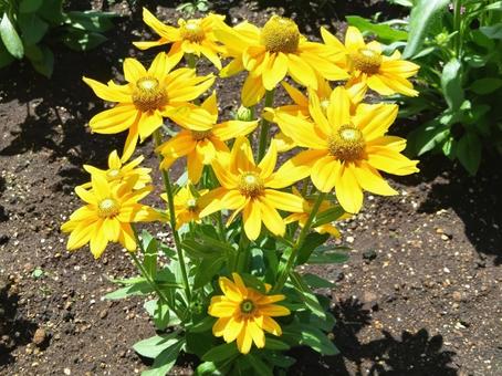 鮮やかな黄色い花弁が美しいの写真