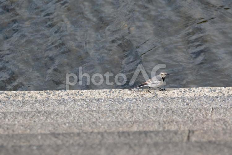 てくてく歩いて散歩しています ハクセキレイ,野鳥,可愛いの写真素材