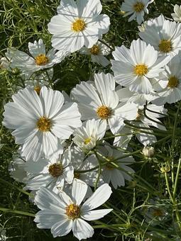 コスモス コスモス,コスモス畑,花壇の写真素材