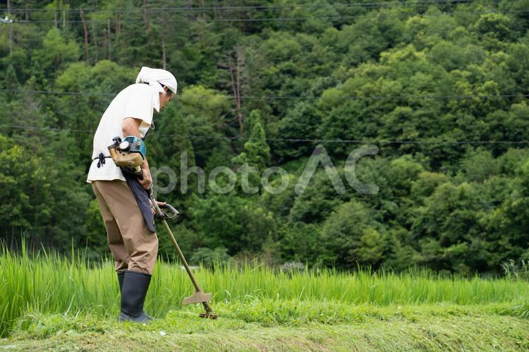 草刈りする男性 草刈り,雑草,草の写真素材