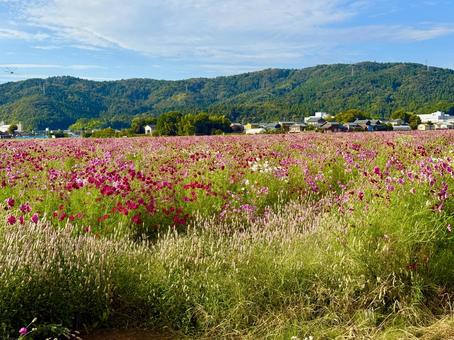 福井県 曇り空と宮ノ下コスモス公苑 福井県 曇り空と宮ノ下コスモス公苑 福井県,宮ノ下コスモス公苑,曇りの写真素材