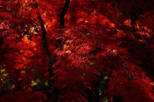 真紅のイトモミジ  糸紅葉,イトモミジ,糸もみじの写真素材