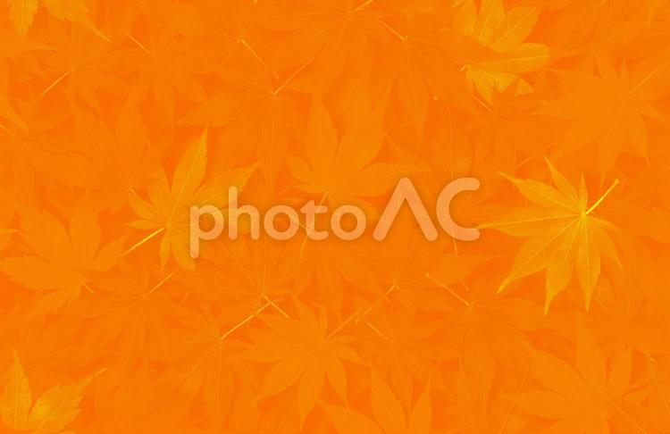 黄色とオレンジ色の和紙と紅葉の背景 背景,秋,黄色の写真素材