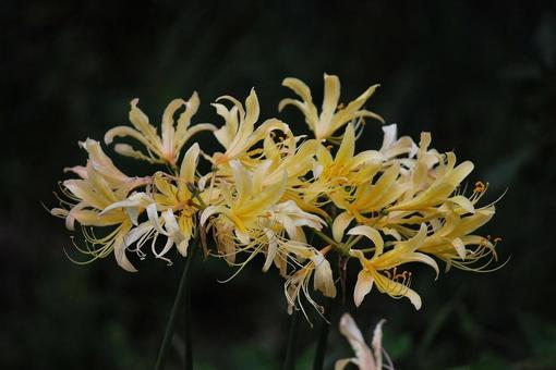 [Flower photo] Scenery of blooming red spider lilies, JPG