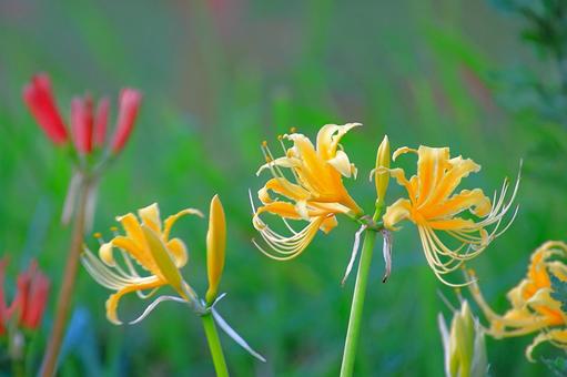 黄色い彼岸花　ファンタジックの写真