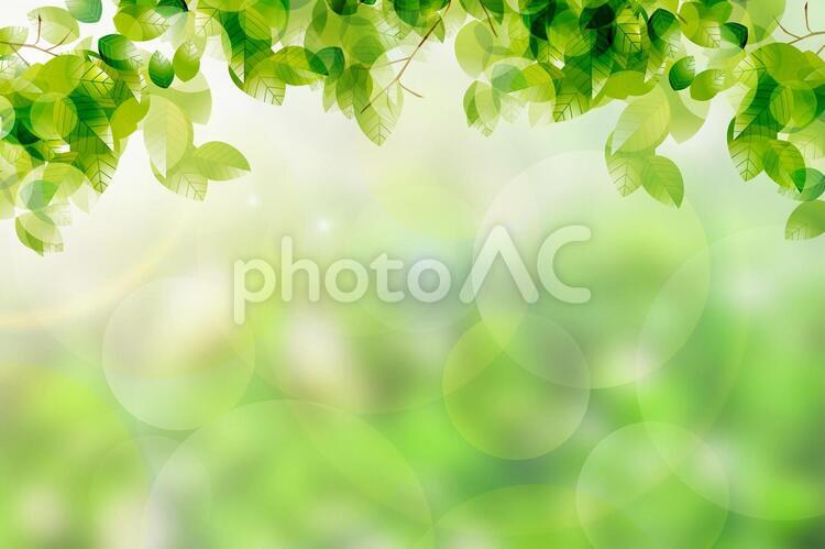 光を感じる新緑イメージ リーフ,葉,葉っぱの写真素材