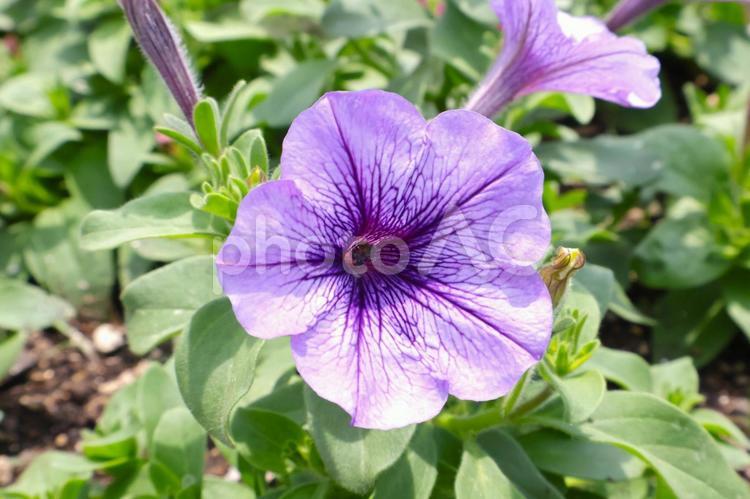 春から秋まで咲く庭のペチュニアの花 ペチュニア,花,庭の写真素材