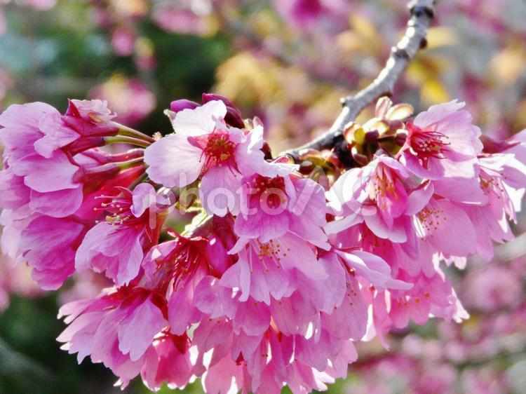 寒緋桜 寒緋桜,カンヒザクラ,桜の写真素材