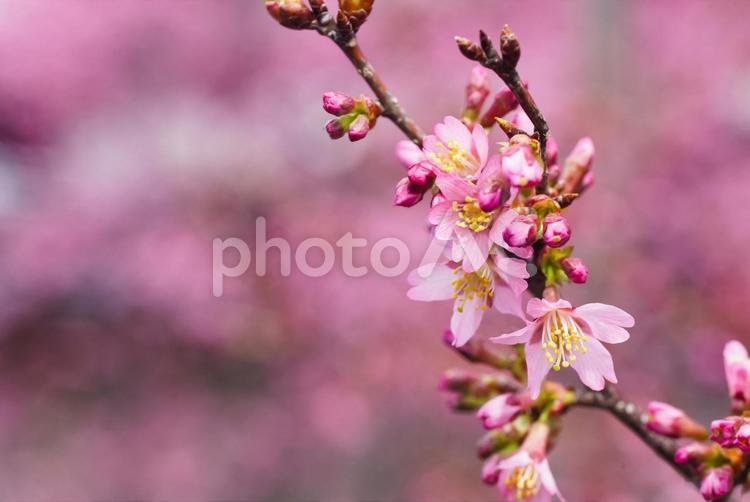 長徳寺の桜 3月,春,早春の写真素材