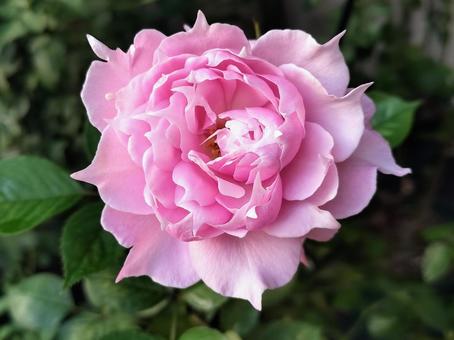 ベランダのバラ・エリクシル 薔薇,バラ,エリクシルの写真素材