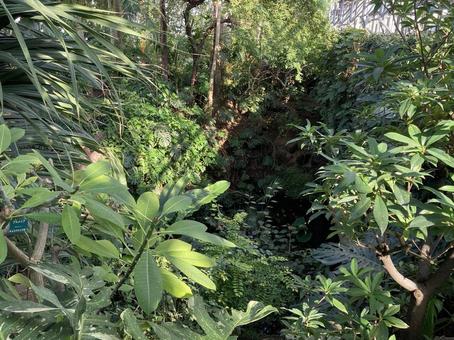 きれいな植物の風景 きれいな植物の風景の写真