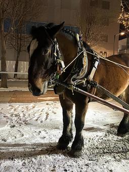 馬車を引くばん馬 馬,ばん馬,引退の写真素材