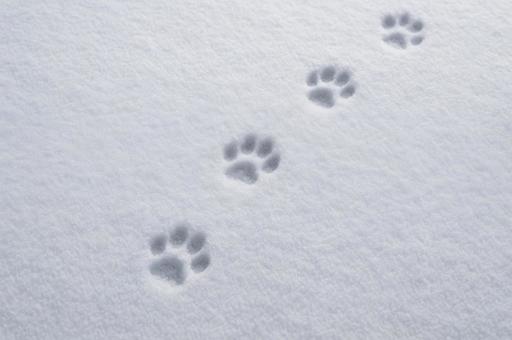 猫の日にゃんにゃんにゃん 雪 猫の日にゃんにゃんにゃん 雪の写真