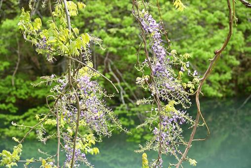藤の花 藤の花 藤の花,初夏,藤の写真素材