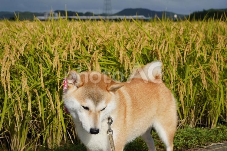 撮影に飽きたゆず 柴犬,犬,日本犬の写真素材