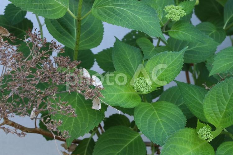 ガクアジサイ 額紫陽花,ガクアジサイ,町並みの写真素材