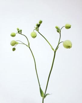 グリーンベル グリーンベル 切り花,黄緑の花,風船の写真素材