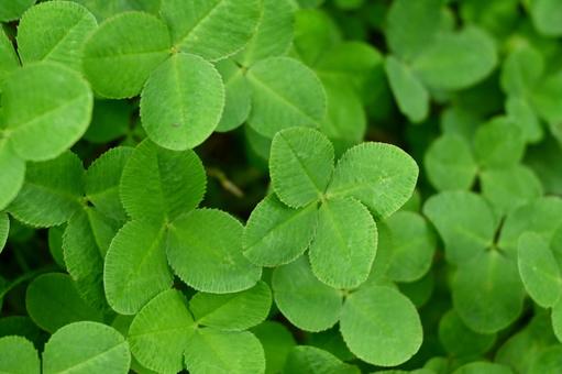 Happy four-leaf clover, JPG