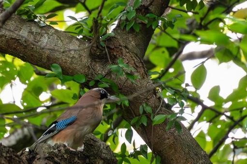 カケス⒃ カケス⒃ 野鳥,カケス,鳥類の写真素材