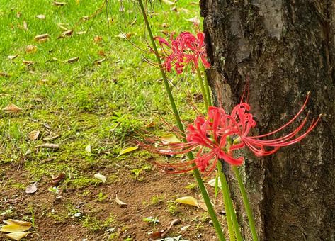 木の根もとに生える赤色の彼岸花 木の根もとに生える赤色の彼岸花の写真