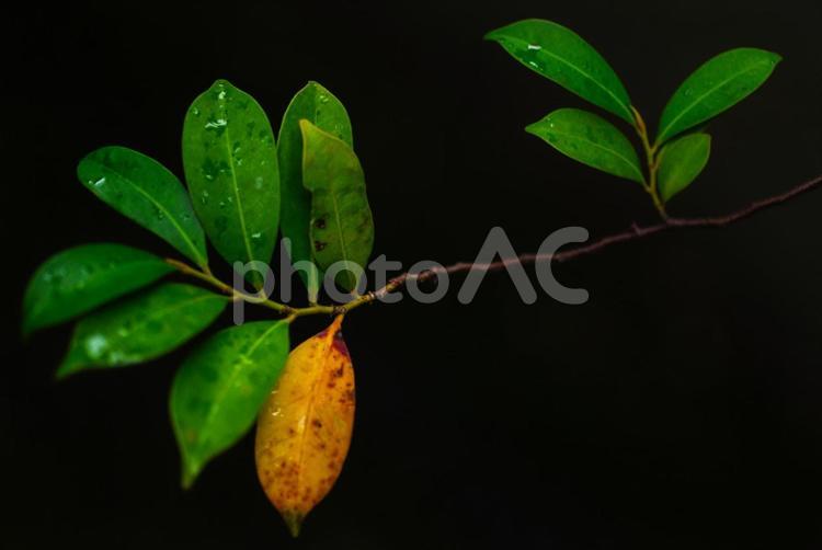 一枚だけ色が異なる葉っぱがある 葉,紅葉,秋の写真素材