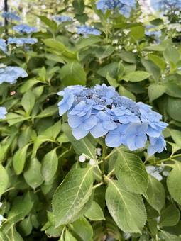 満開の青い紫陽花 満開の青い紫陽花の写真
