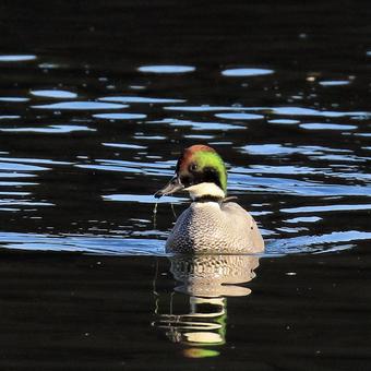 ヨシガモ ヨシガモの写真