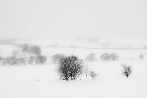 雪に霞む広大な雪原と木立 木立,雪原,丘陵の写真素材