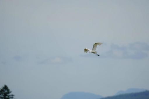 ダイサギ ダイサギの写真