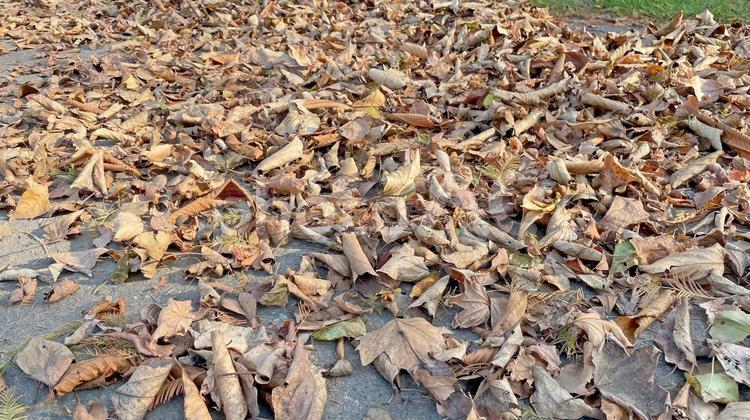 一面に散らばった枯葉 枯葉,秋,初冬の写真素材