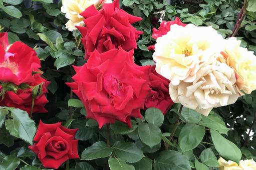 バラの花 バラの花の写真