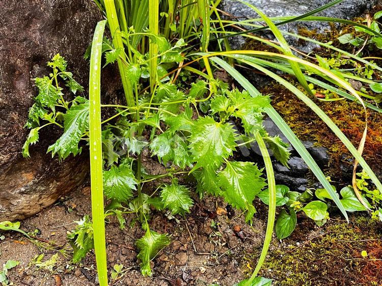 庭に植えた「青紫蘇（大葉）」 青紫蘇,しそ,大葉の写真素材