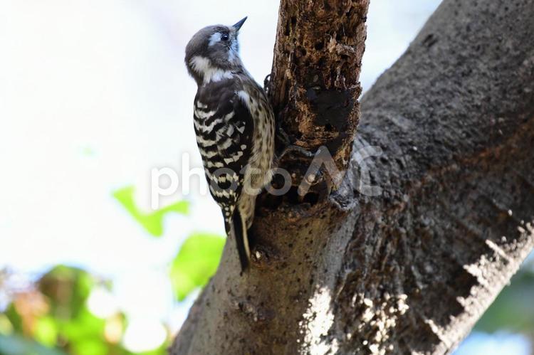 木の枝を移動するコゲラ 野鳥,バードウォッチング,鳥の写真素材