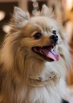 笑顔のポメラニアン 犬,dog,動物の写真素材