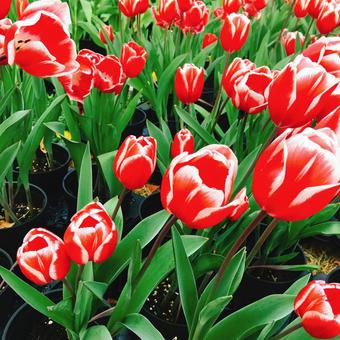 チューリップ（赤） チューリップ,チューリップ祭り,チューリップ畑の写真素材