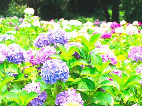 Japanese Flowers, JPG Japanese Flowers, JPG