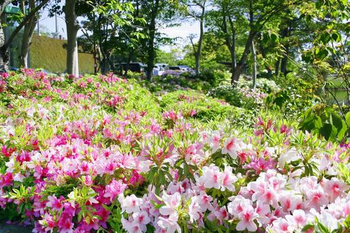 Azalea-07, JPG