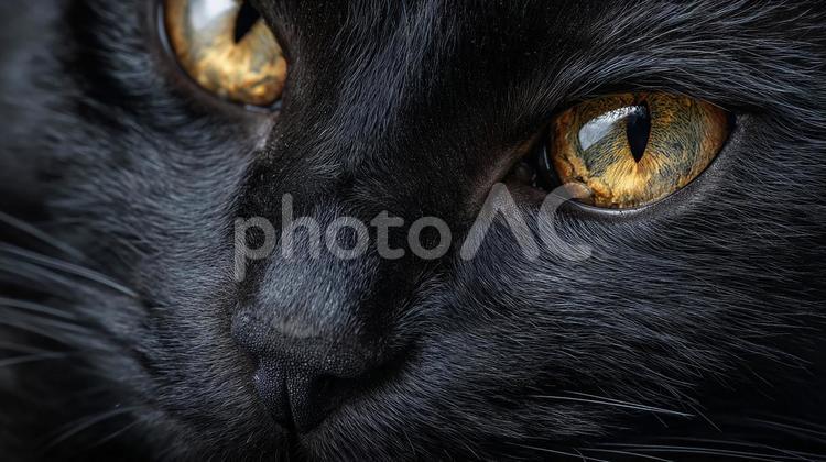 吸い込まれるような黒猫の瞳 黒猫,猫,目の写真素材