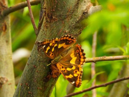 木の幹に留まるチョウ（コムラサキ） チョウ,コムラサキ,昆虫の写真素材